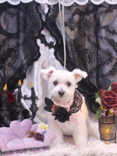 20231028ヒメちゃん